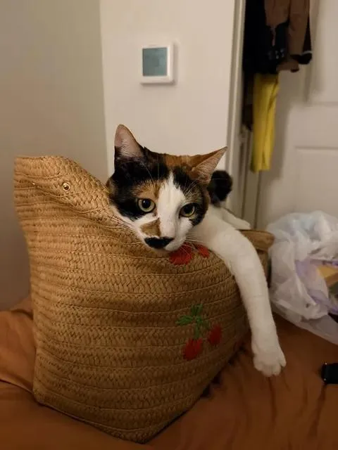 An adult medium-sized female Calico cat named Muffin for adoption in Bayonne, NJ