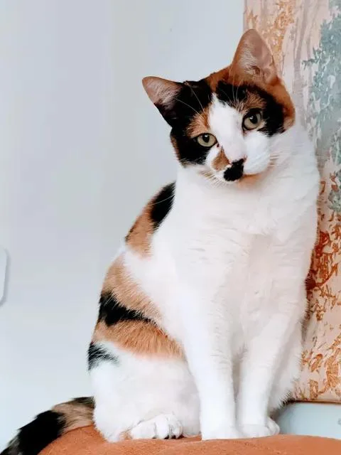 Muffin thumbnail 2