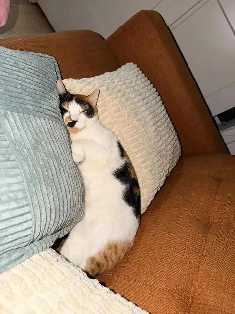 Muffin thumbnail 3