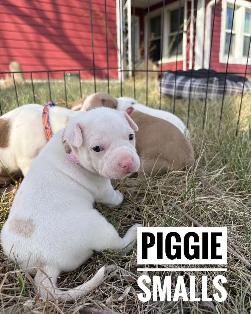 Piggie Smalls thumbnail 2