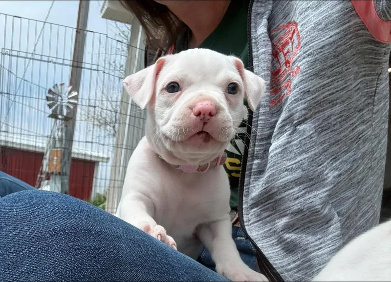 Piggie Smalls thumbnail 3