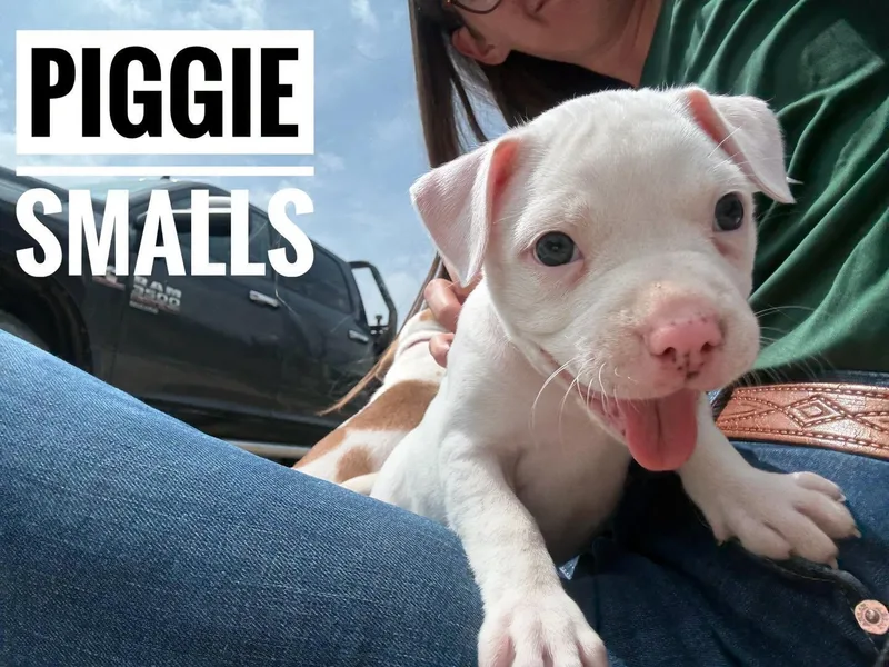 A baby medium-sized female White / Cream Mixed Breed dog named Piggie Smalls for adoption in Manhattan, KS