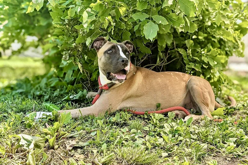 A young medium-sized male Tricolor (Brown, Black, & White) Pit Bull Terrier dog named Roster for adoption in Chicago, IL