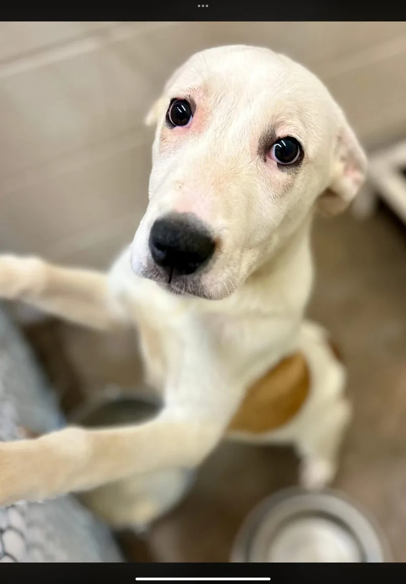 A young medium-sized female White / Cream Dogo Argentino dog named Wizzy for adoption in Sherman, TX