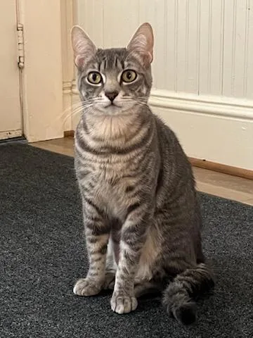 Satine