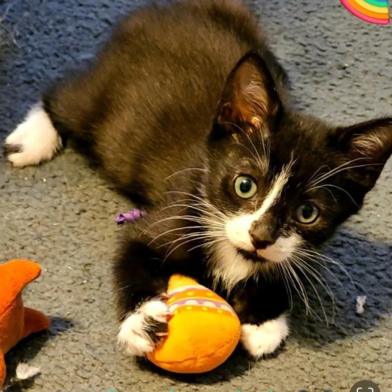 A baby small-sized male Black Domestic Short Hair cat named Wolverine for adoption in Westminster, CA