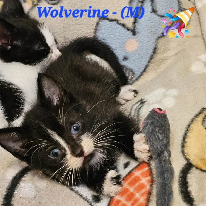 Wolverine thumbnail 2