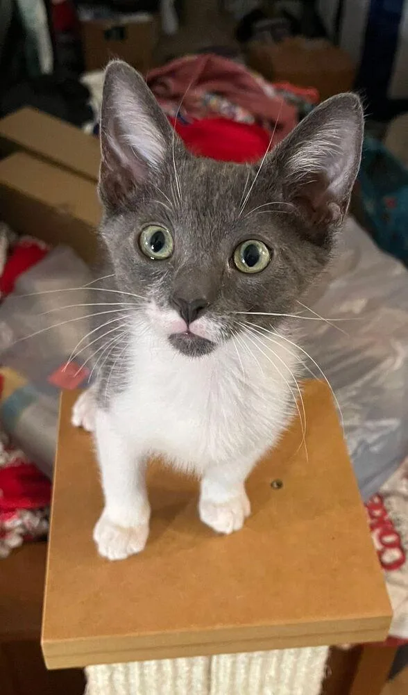 A young small-sized female Gray & White Domestic Short Hair cat named Milkshake for adoption in Orlando, FL
