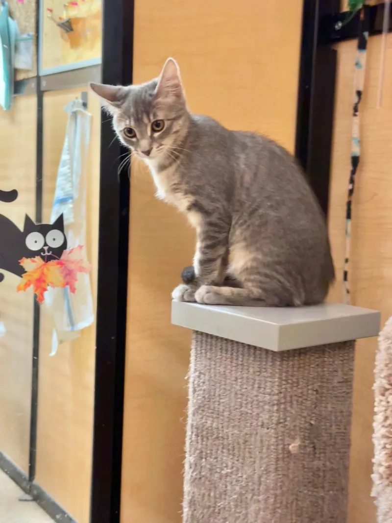 A baby medium-sized female Tabby (Gray / Blue / Silver) Domestic Short Hair cat named Amulet for adoption in Springfield, PA