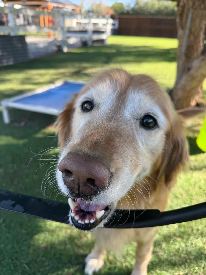 A senior large-sized female Golden Retriever dog named Scarlett for adoption in Temecula, CA