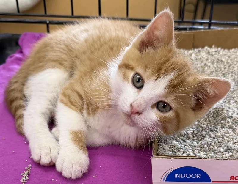 A baby medium-sized male Orange & White Domestic Short Hair cat named Mack for adoption in Westfield, NJ