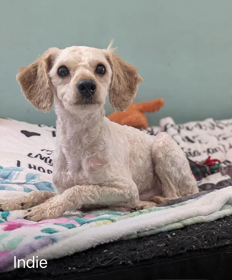 A baby small-sized male White / Cream Poodle dog named Indie for adoption in Ozone Park, NY