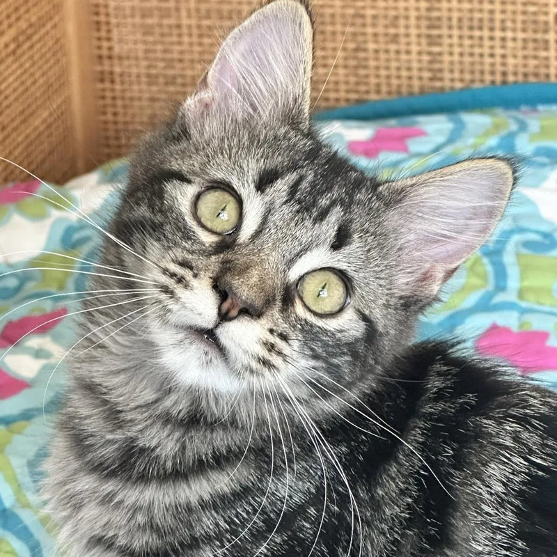 A baby small-sized male Domestic Short Hair cat named Pepper for adoption in Cumming, GA