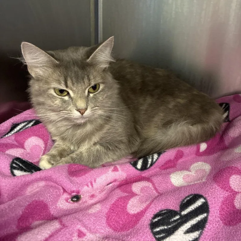 A young medium-sized female Gray / Blue / Silver Domestic Medium Hair cat named Crystal for adoption in Fredericksburg, VA