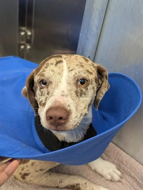 A young medium-sized female Mixed Breed dog named Starr for adoption in Dallas, TX