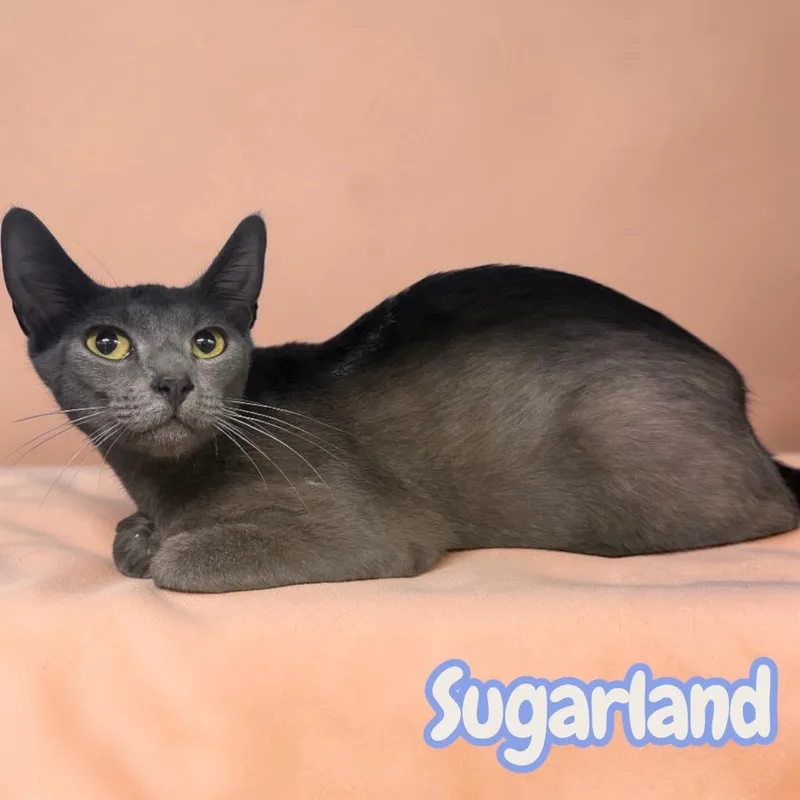 A young medium-sized female Domestic Short Hair cat named Sugarland for adoption in Sorrento, LA