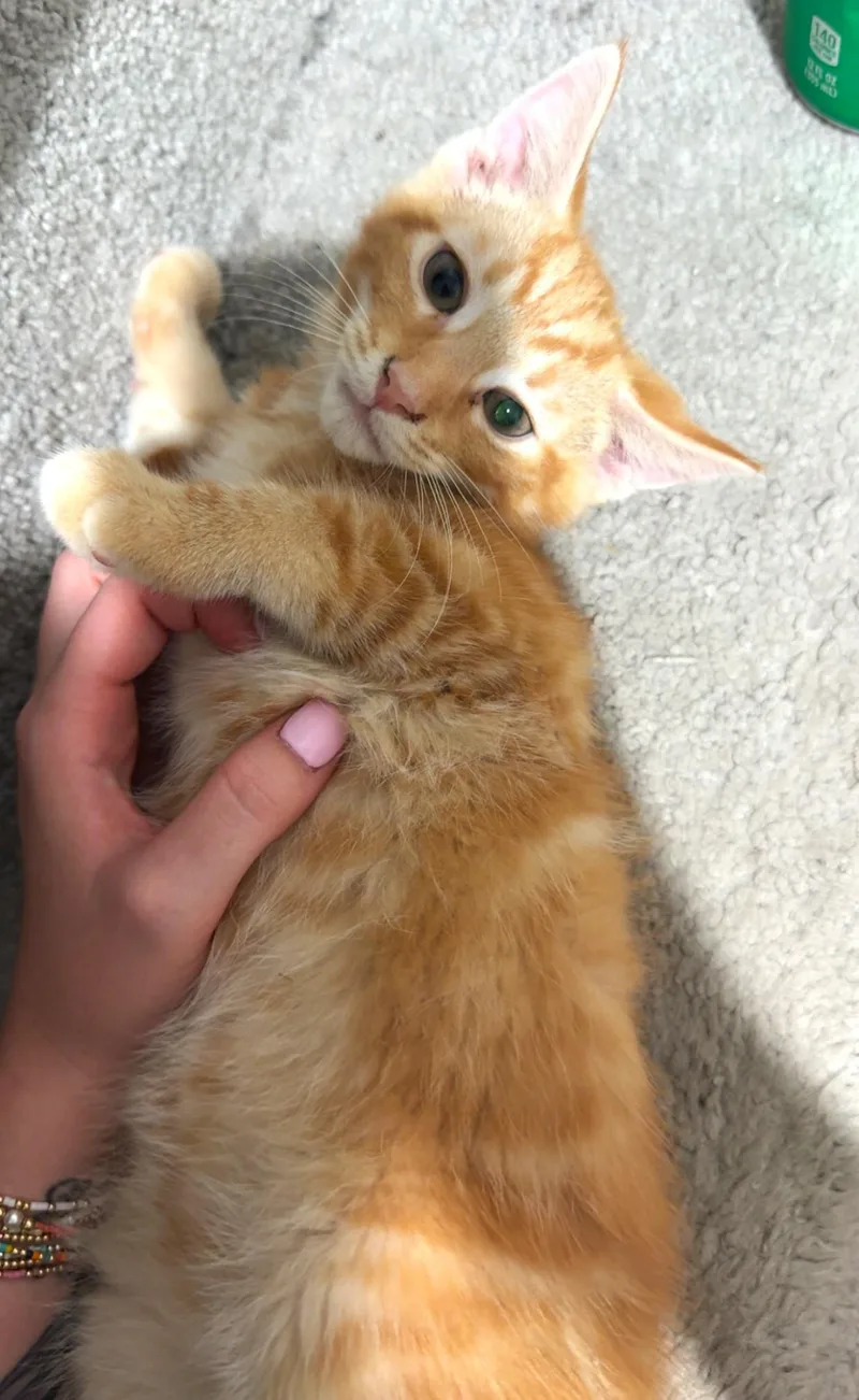 A baby medium-sized male Tabby (Orange / Red) Tabby cat named Timone for adoption in Smithfield, NC