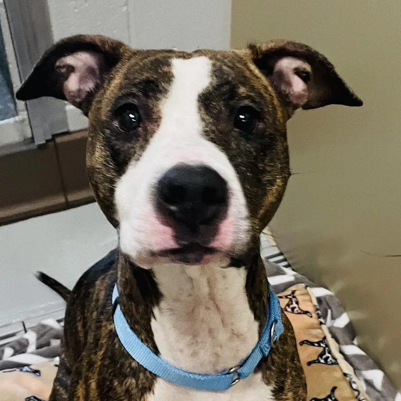 An adult medium-sized female Brindle Pit Bull Terrier dog named Toodles for adoption in Eighty Four, PA