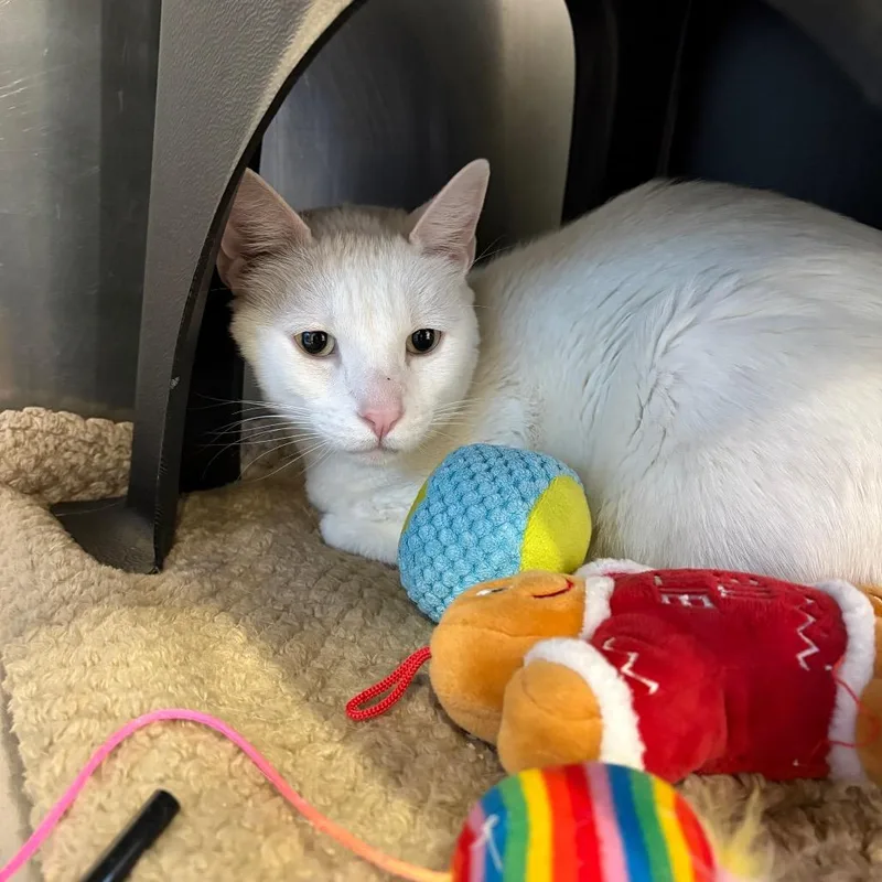 An adult large-sized male Domestic Short Hair cat named Piglet for adoption in Spokane, WA