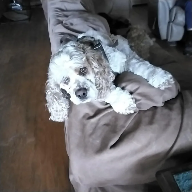 Ollie