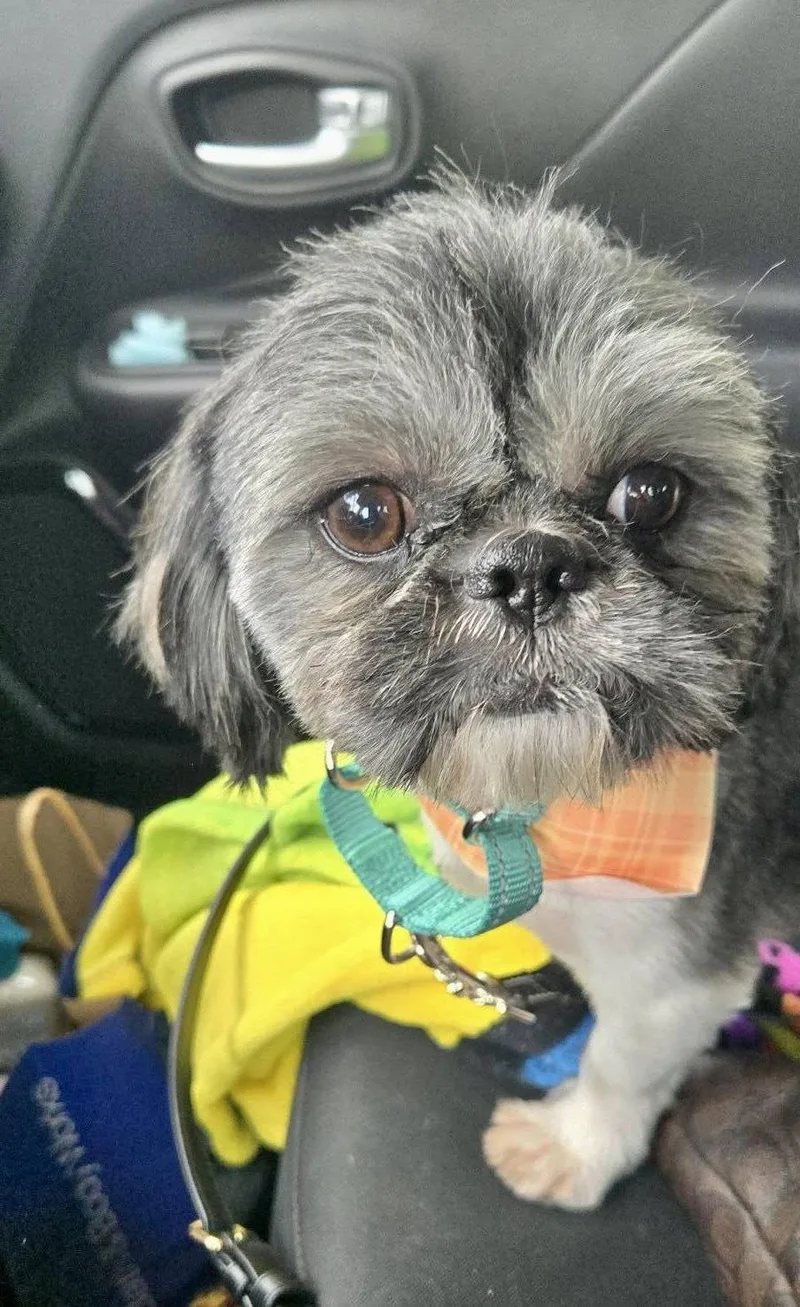 An adult small-sized male Shih Tzu dog named Ozzy for adoption in Blackwood, NJ