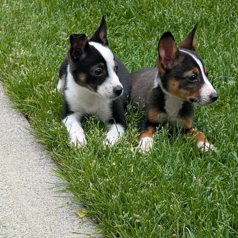 A baby small-sized female Australian Cattle Dog / Blue Heeler dog named Bella for adoption in Newport, WA