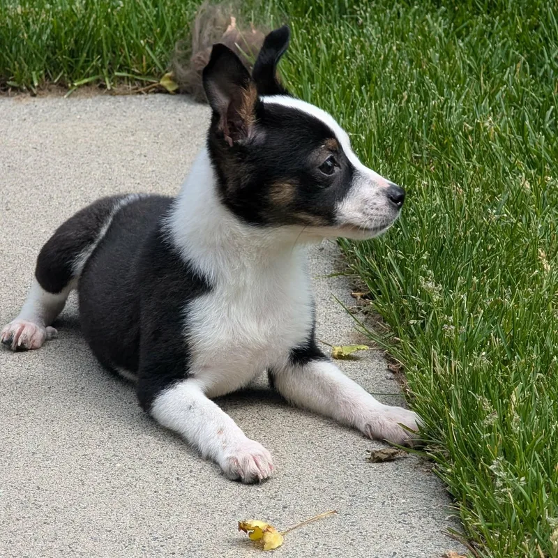 Bella thumbnail 3