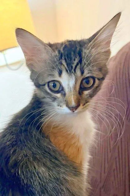 A baby medium-sized female Domestic Short Hair cat named Ember for adoption in Edmond, OK