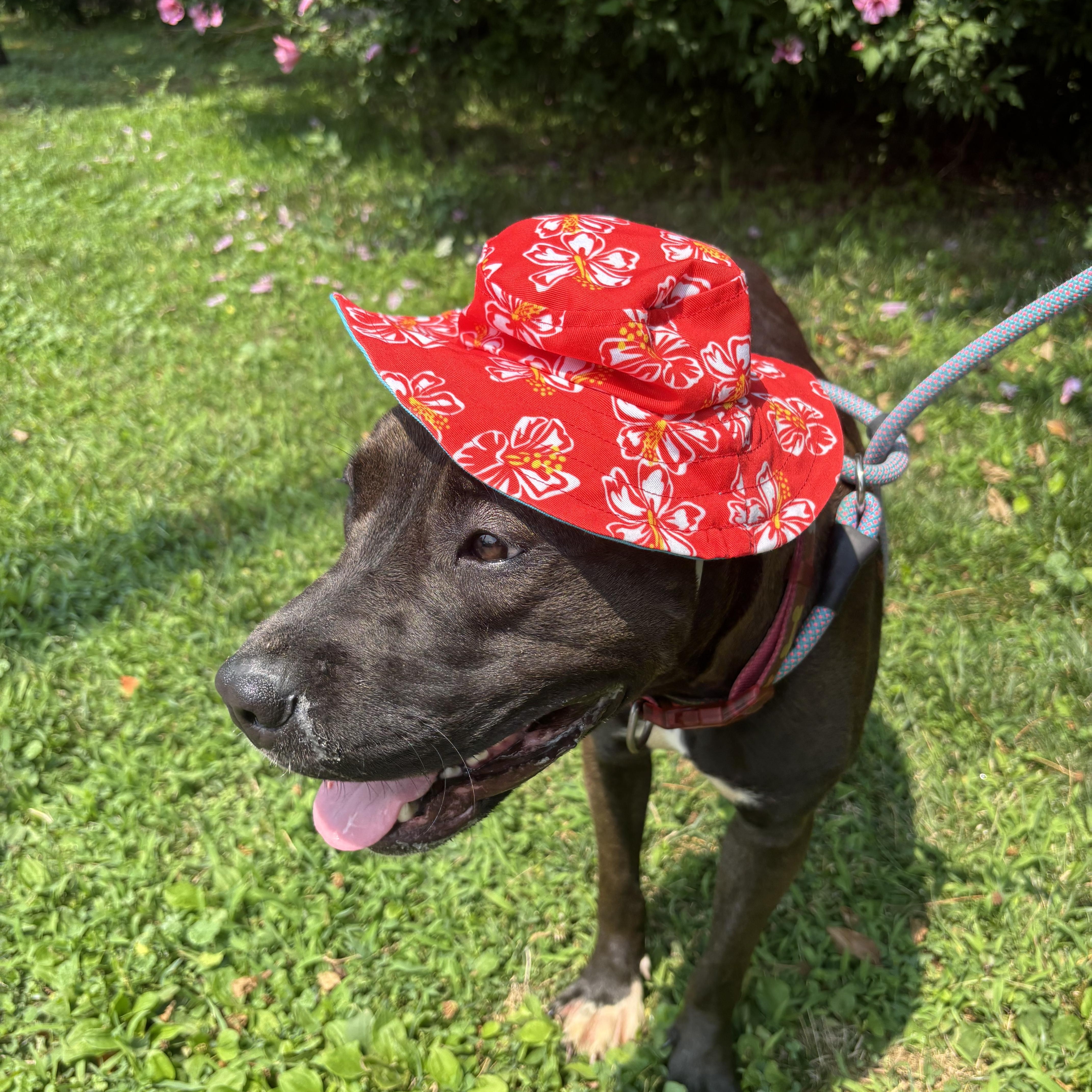 A young medium-sized female Brindle Pit Bull Terrier dog named Natasia for adoption in Buffalo, NY