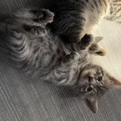 A baby small-sized male Gray / Blue / Silver Domestic Short Hair cat named Binxy for adoption in Quakertown, PA