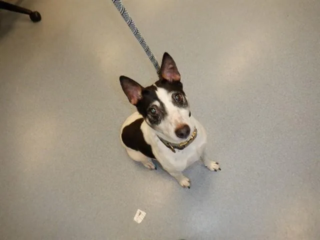 An adult medium-sized male Rat Terrier dog named Mack for adoption in San Jose, CA
