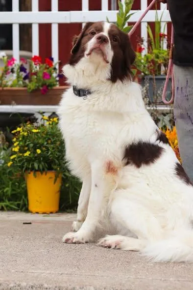 An adult large-sized male Great Pyrenees dog named Mozart for adoption in Toledo, OH