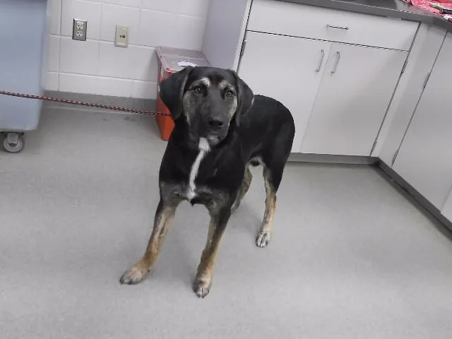 A young large-sized male German Shepherd Dog dog named Roy for adoption in Omaha, NE