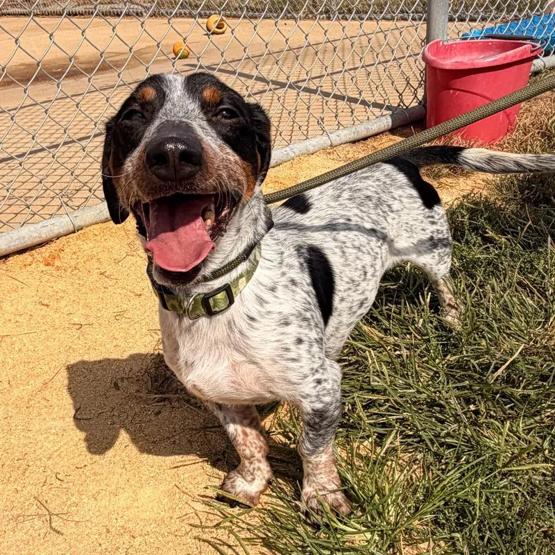 An adult small-sized male Dachshund dog named Oakley for adoption in Corydon, IN