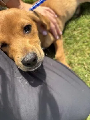 A baby small-sized male Mixed Breed dog named Archie for adoption in Cumming, GA