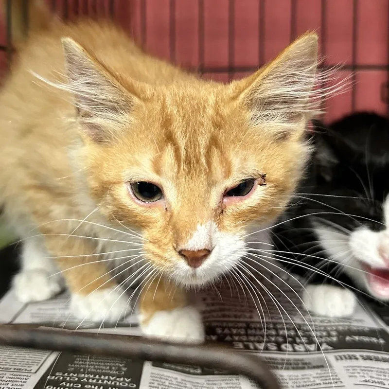 A baby small-sized male Orange / Red Domestic Short Hair cat named Electric Bill for adoption in Newport, NC