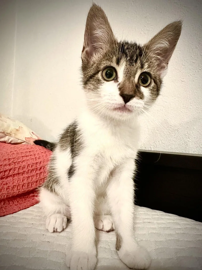 A baby medium-sized female Domestic Short Hair cat named Princess Kate for adoption in Seal Beach, CA