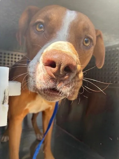 A young large-sized male Pit Bull Terrier dog named Pepperoni for adoption in Phoenix, AZ