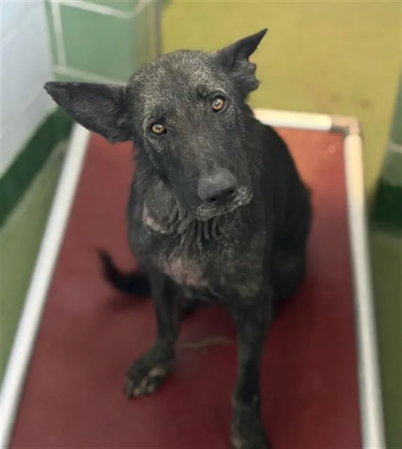 An adult large-sized male Mixed Breed dog named Aj for adoption in Dallas, TX