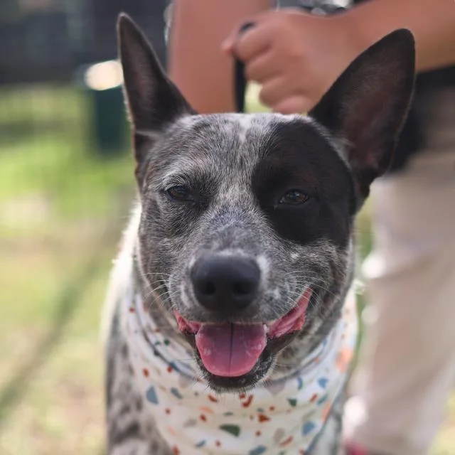 An adult medium-sized male Australian Cattle Dog / Blue Heeler dog named Lennie for adoption in San Antonio, TX