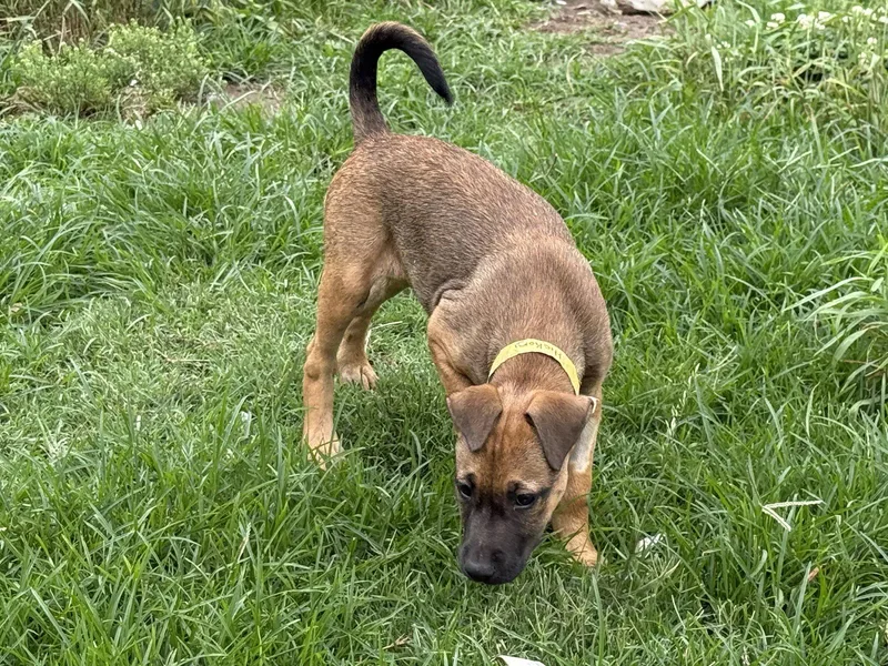 A baby medium-sized female Labrador Retriever dog named Hickory for adoption in Nashville, TN
