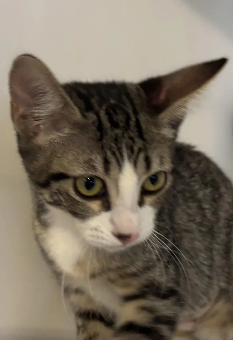 A young medium-sized female Domestic Short Hair cat named Freedom for adoption in Phoenix, AZ