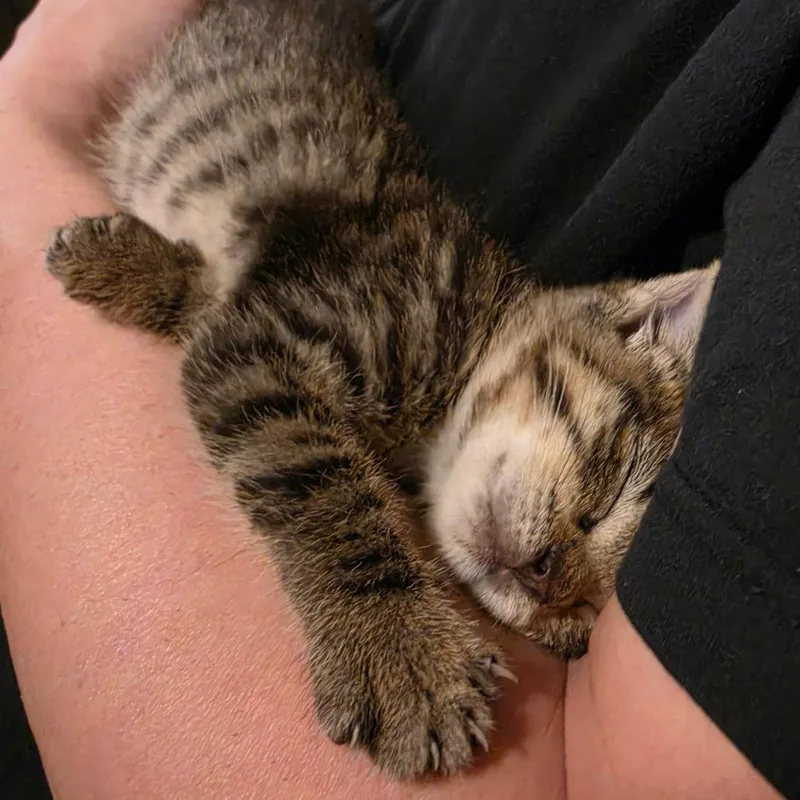Lettuce thumbnail 4
