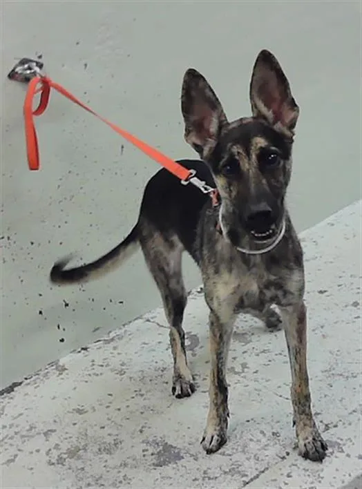 A young small-sized male German Shepherd Dog dog named Nugget for adoption in Houston, TX