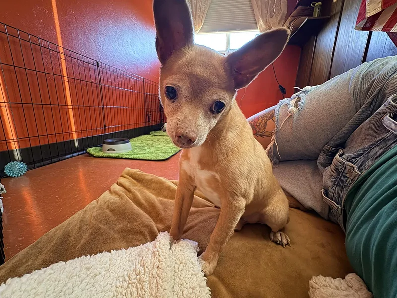 An adult small-sized male Chihuahua dog named Chewy for adoption in Tucson, AZ