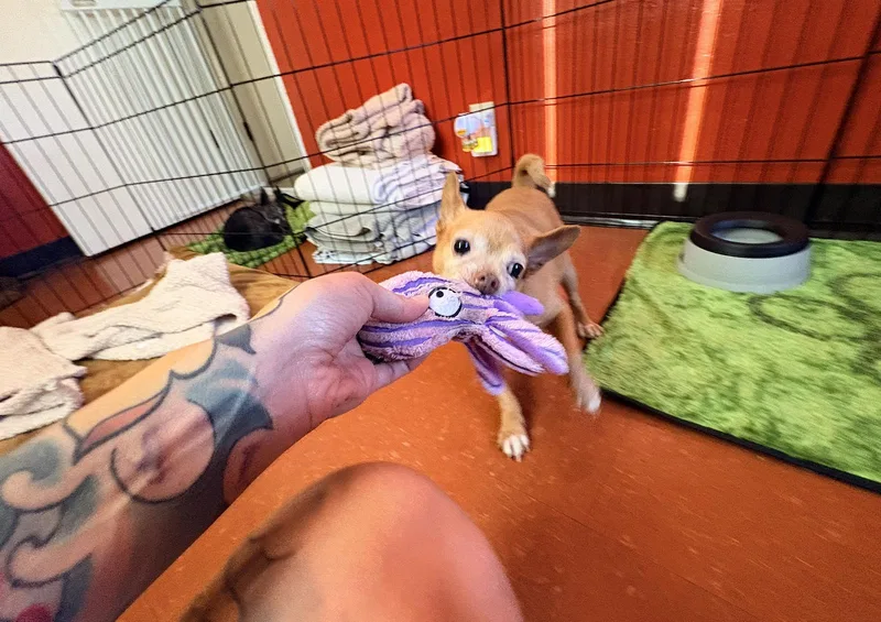 Chewy thumbnail 2