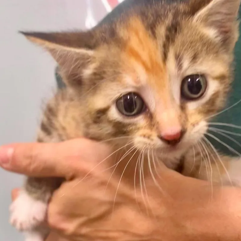 Lily thumbnail 2