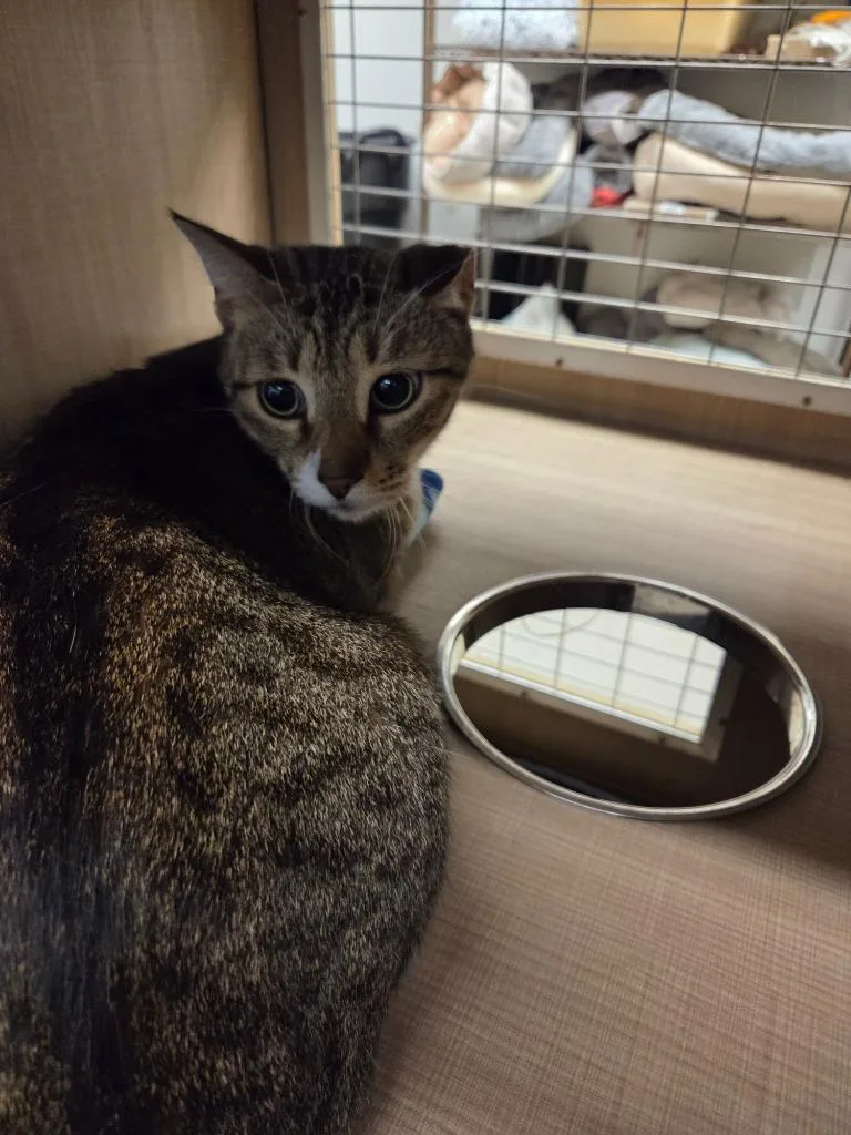 An adult large-sized male Domestic Short Hair cat named Binx for adoption in Bossier City, LA