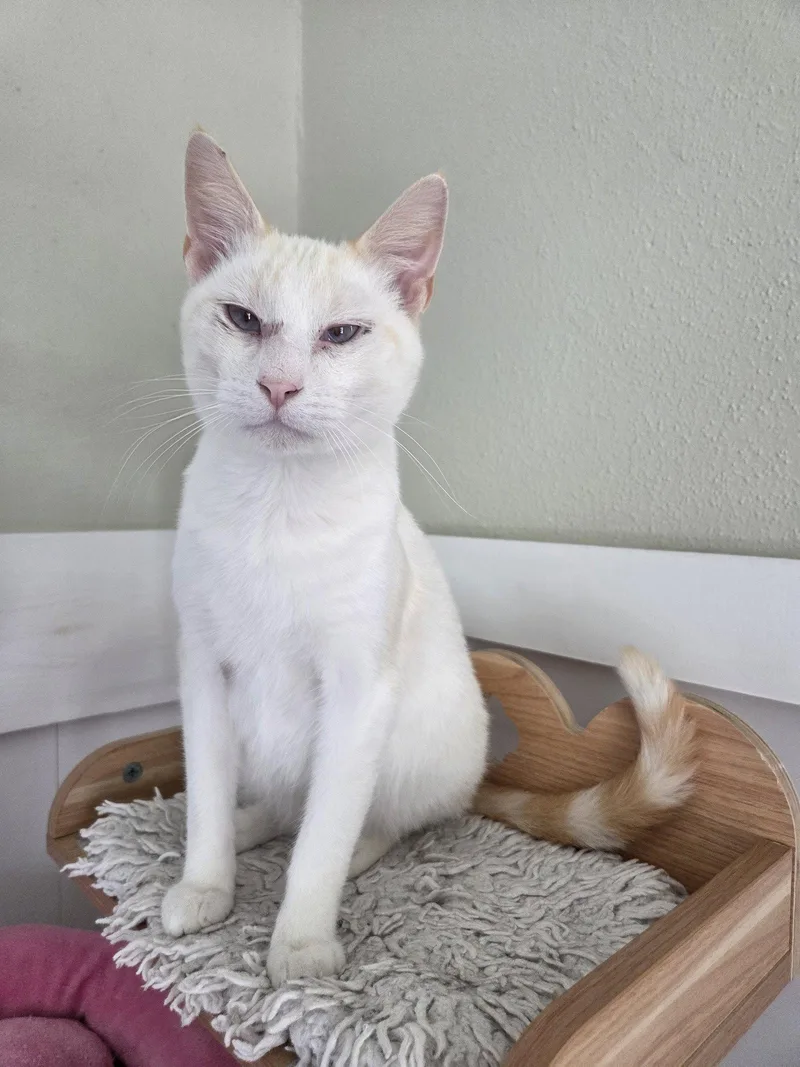 A young medium-sized male Siamese cat named Flame for adoption in Magnolia Springs, AL