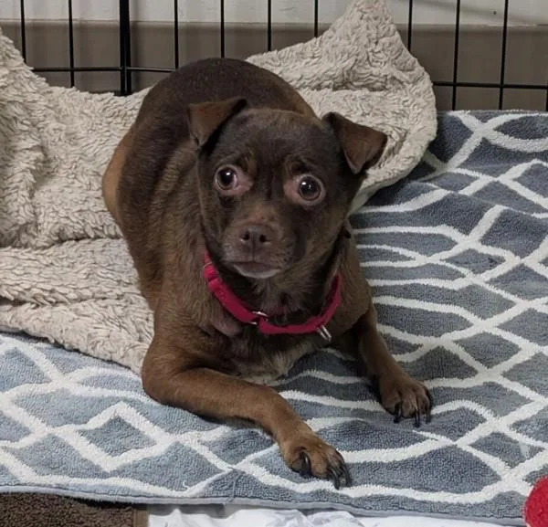 An adult small-sized female Chihuahua dog named Roo for adoption in El Cajon, CA